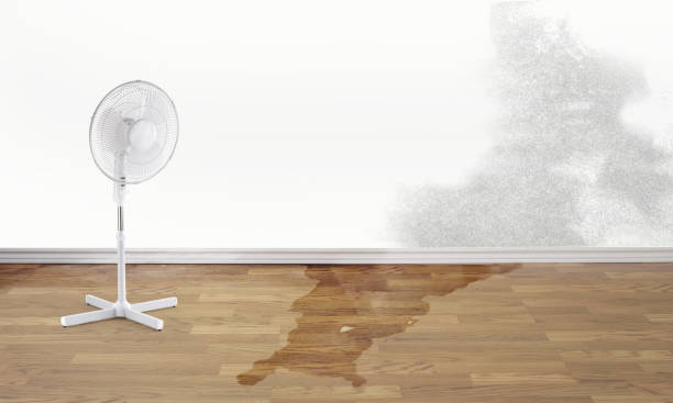 Best Water damage cleanup near me  in Ridgefield, WA